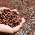 Harga Cengkih di Ternate Semakin Meningkat
